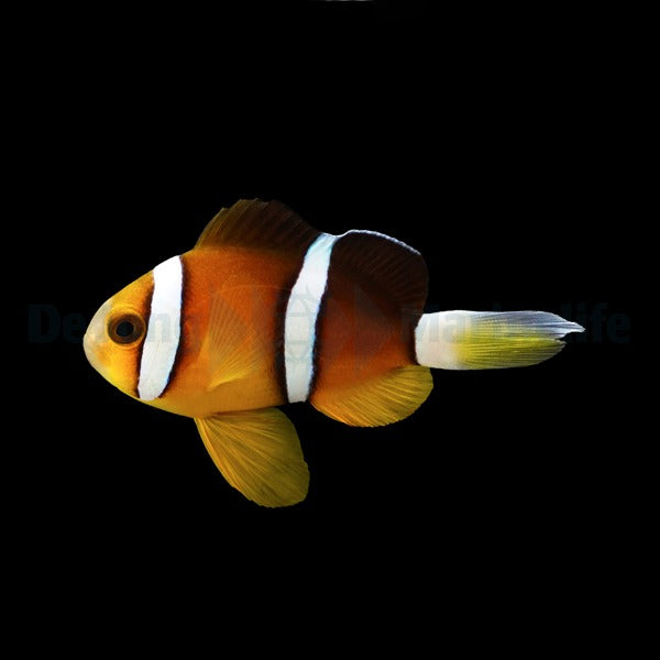 Amphiprion tricinctus