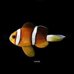Amphiprion tricinctus