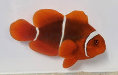 Amphiprion gibbosus