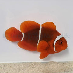 Amphiprion gibbosus