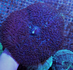Amplexidiscus fenestrafer (Common)