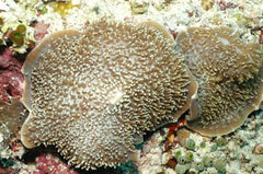 Amplexidiscus fenestrafer (Common)