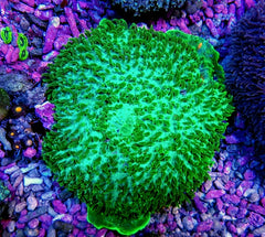 Amplexidiscus fenestrafer (Green)
