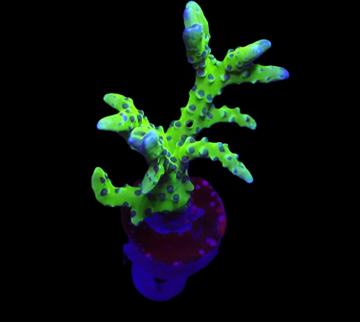 Anacropora spp. (Green Goblin) (frag)