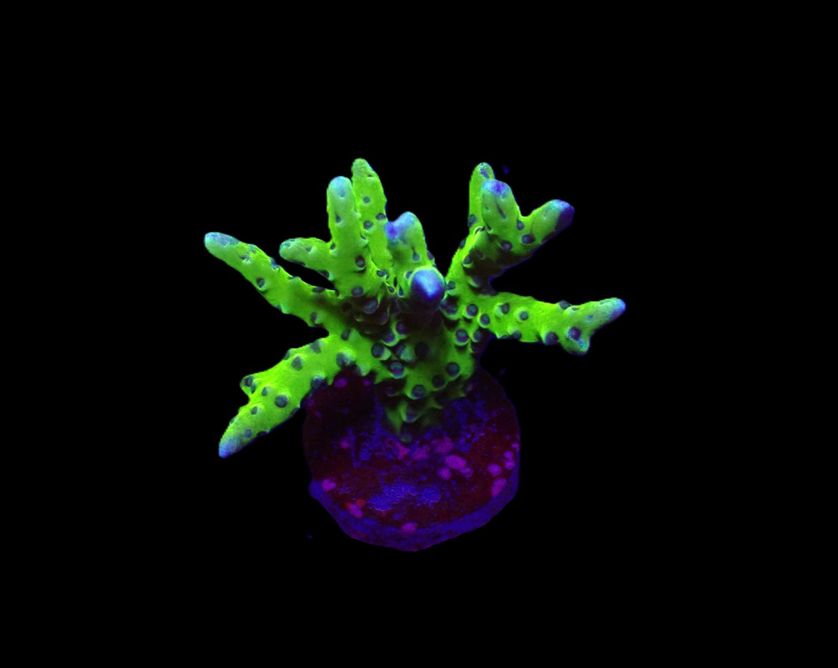 Anacropora spp. (Green Goblin) (frag)