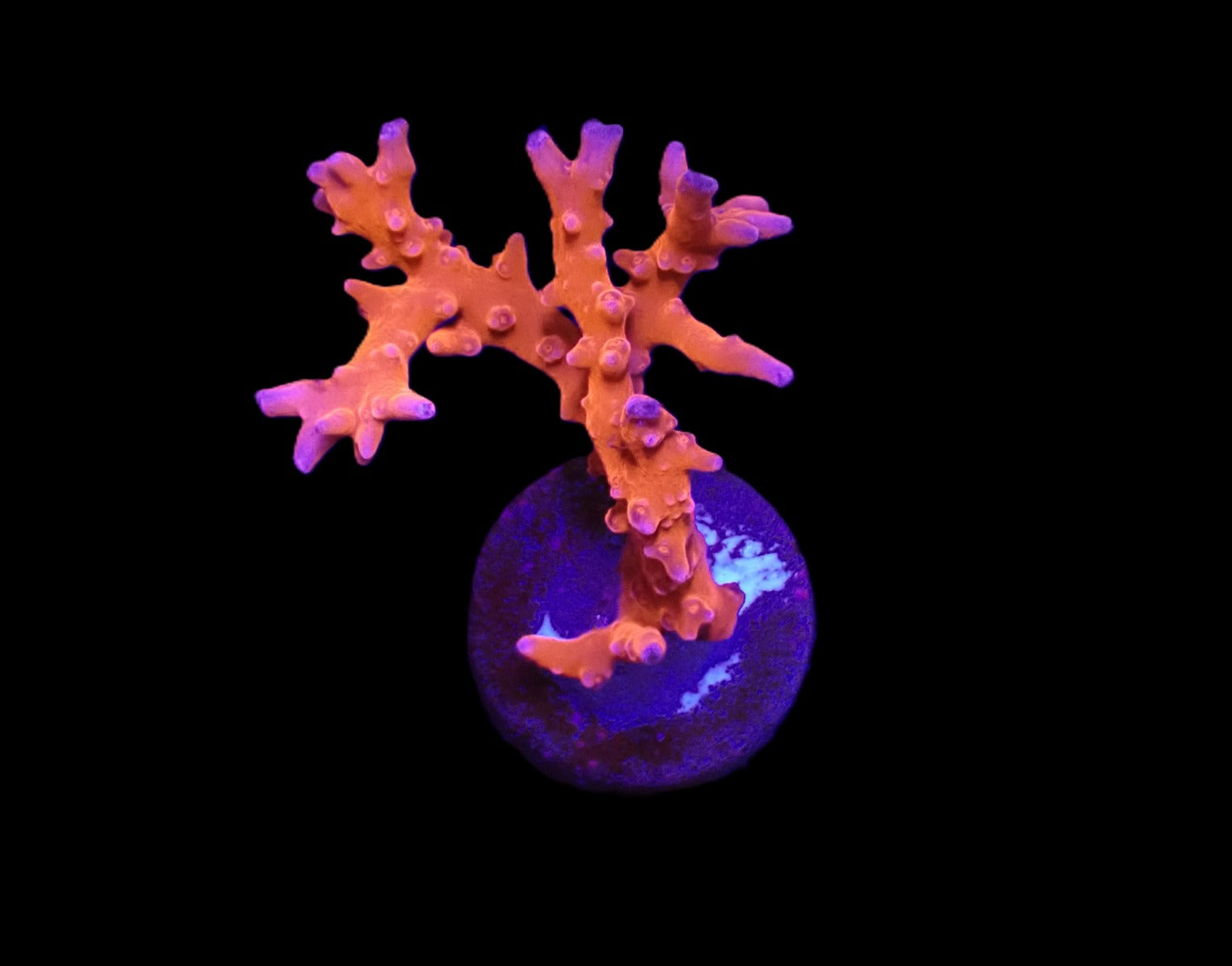 Anacropora spp. (TNT) (frag)
