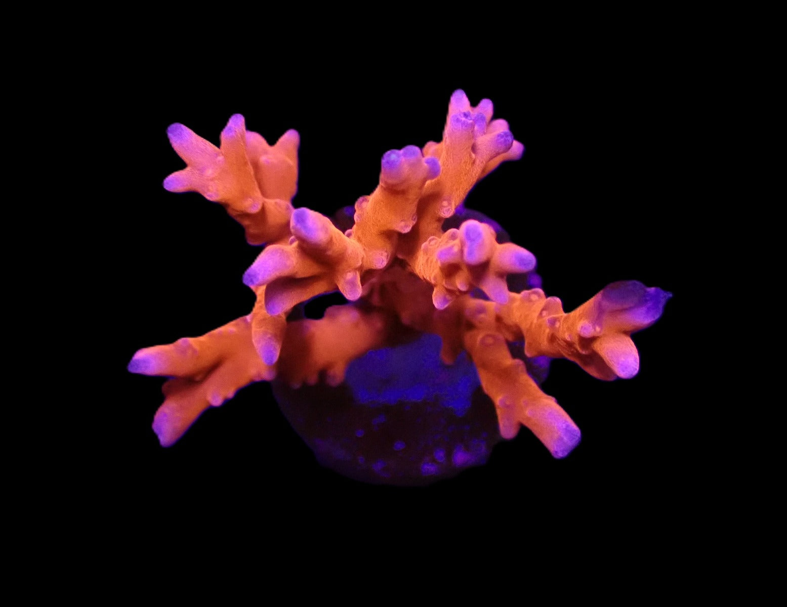 Anacropora spp. (TNT) (frag)