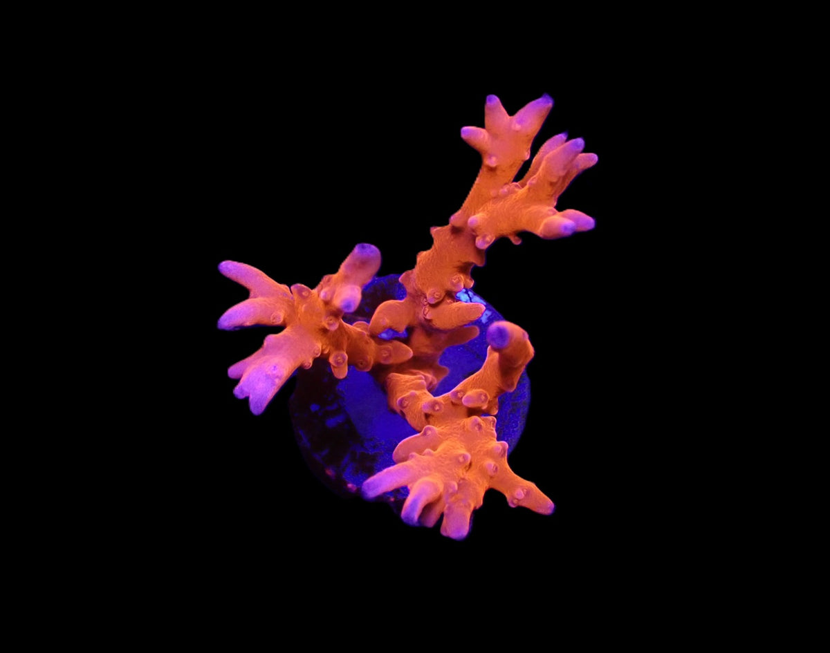 Anacropora spp. (TNT) (frag)