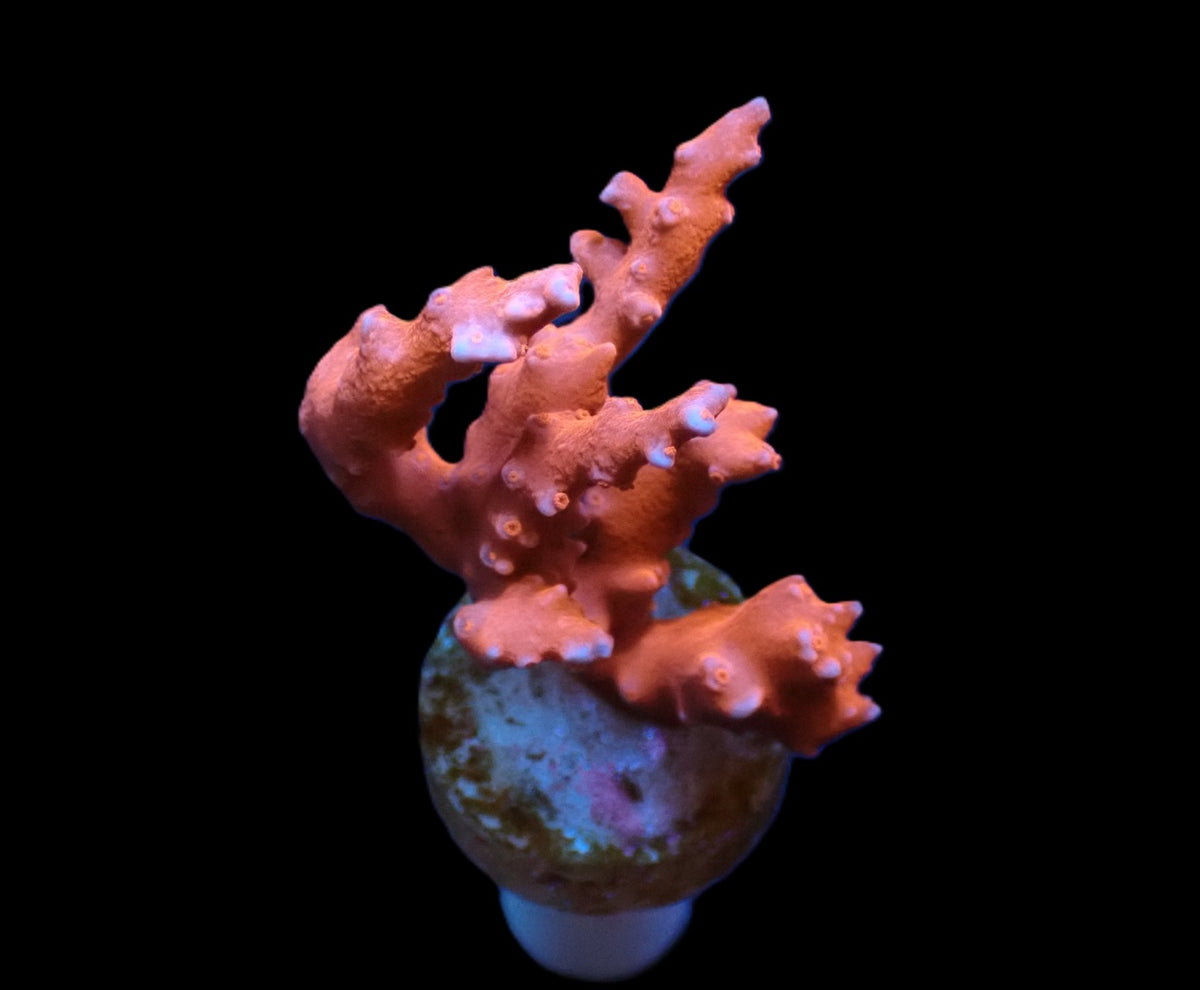 Euphyllia glabrescens (Ny Knicks) (S) pb 358