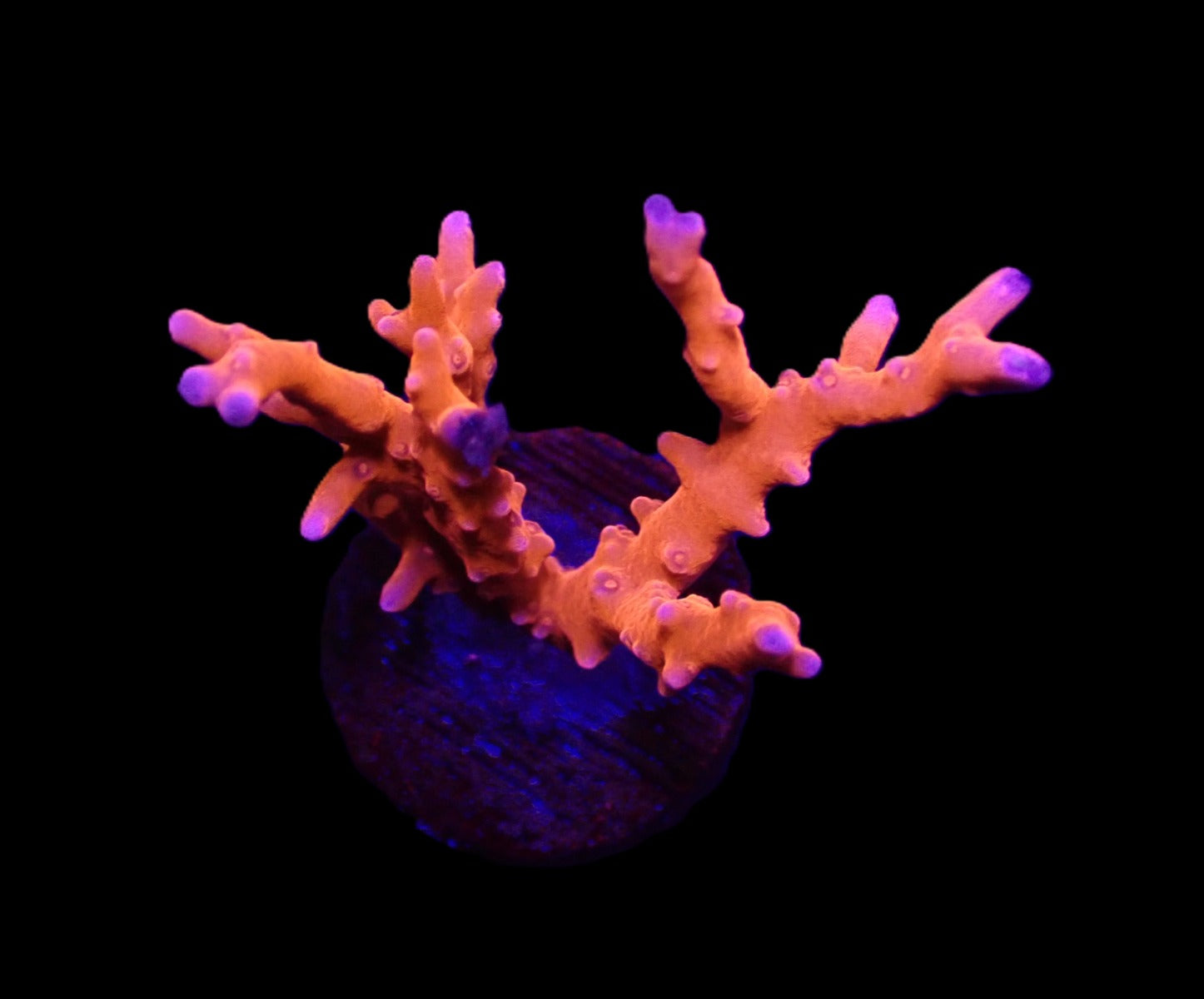 Anacropora spp. (TNT) (frag)