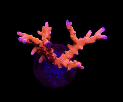 Anacropora spp. (TNT) (frag)