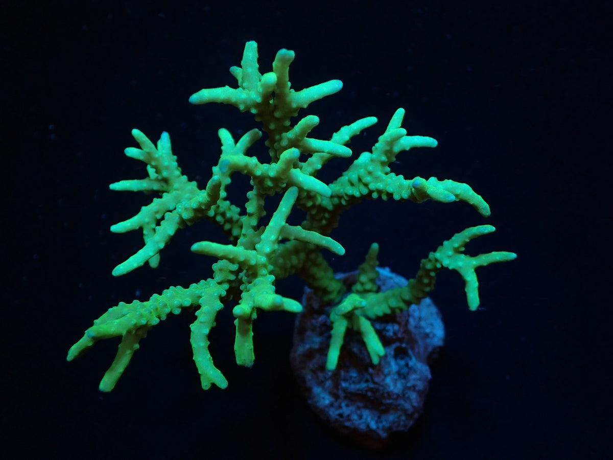 Anacropora spp. (Yellow-Green)