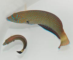 Anampses caeruleopunctatus