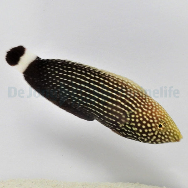Anampses lineatus