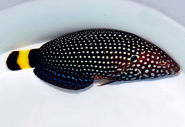 Anampses melanurus