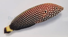 Anampses melanurus