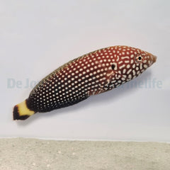 Anampses melanurus