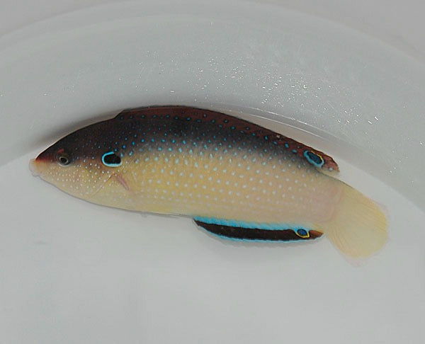 Anampses neoguinaicus