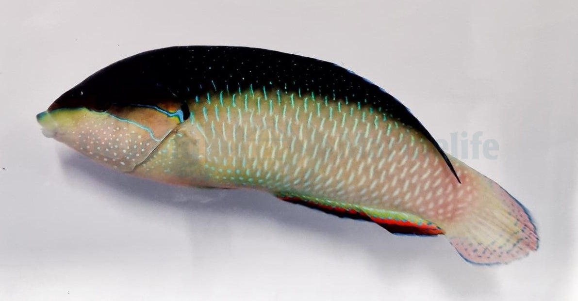 Anampses neoguinaicus