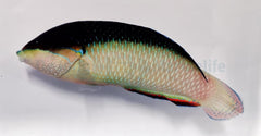 Anampses neoguinaicus