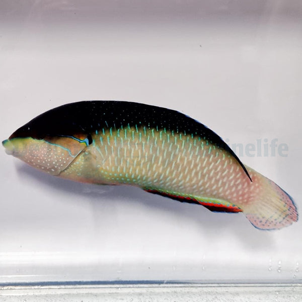 Anampses neoguinaicus