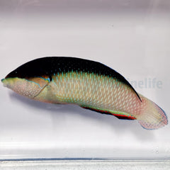 Anampses neoguinaicus