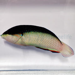 Anampses neoguinaicus