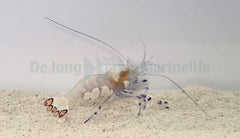 Ancylocaris brevicarpalis