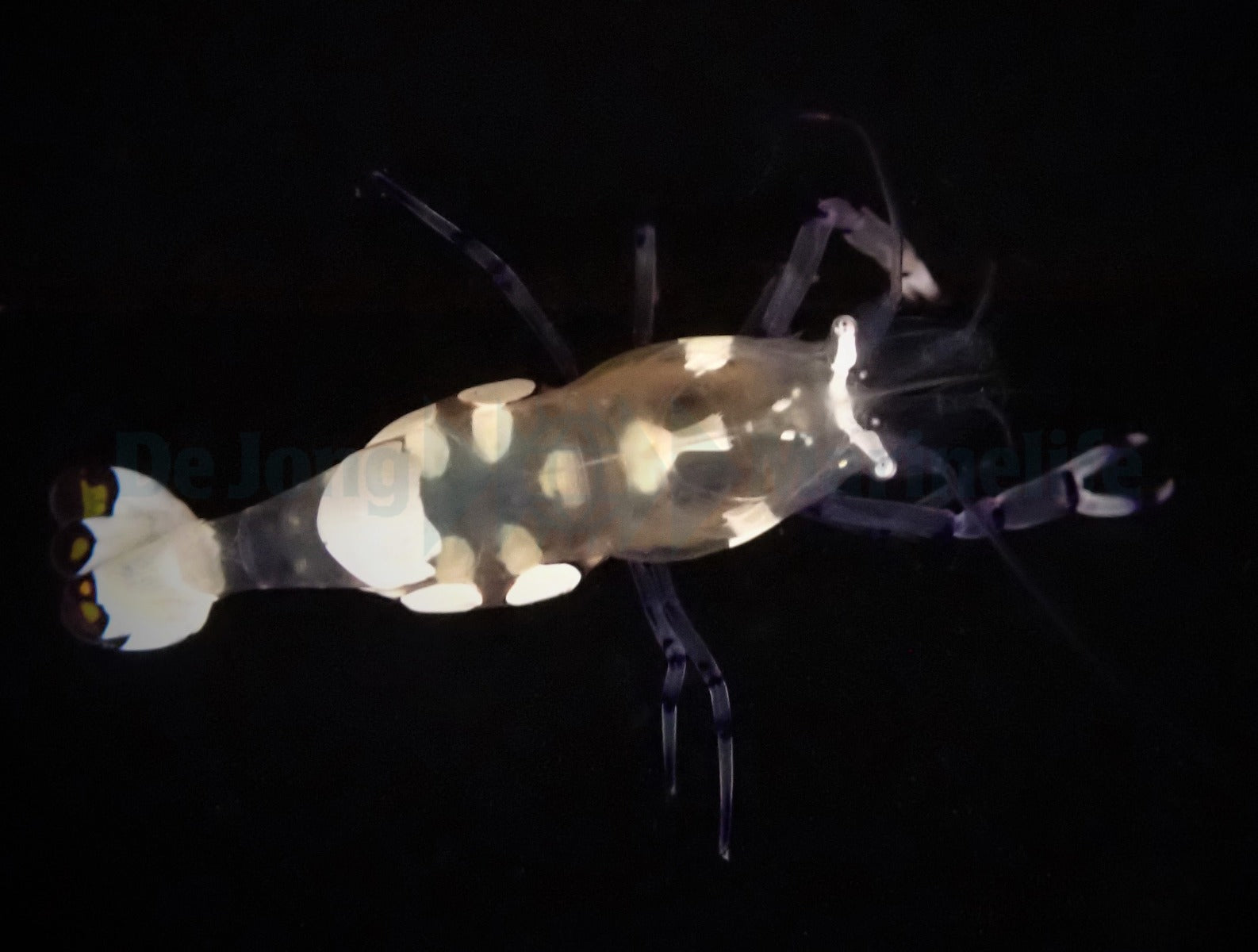 Ancylocaris brevicarpalis