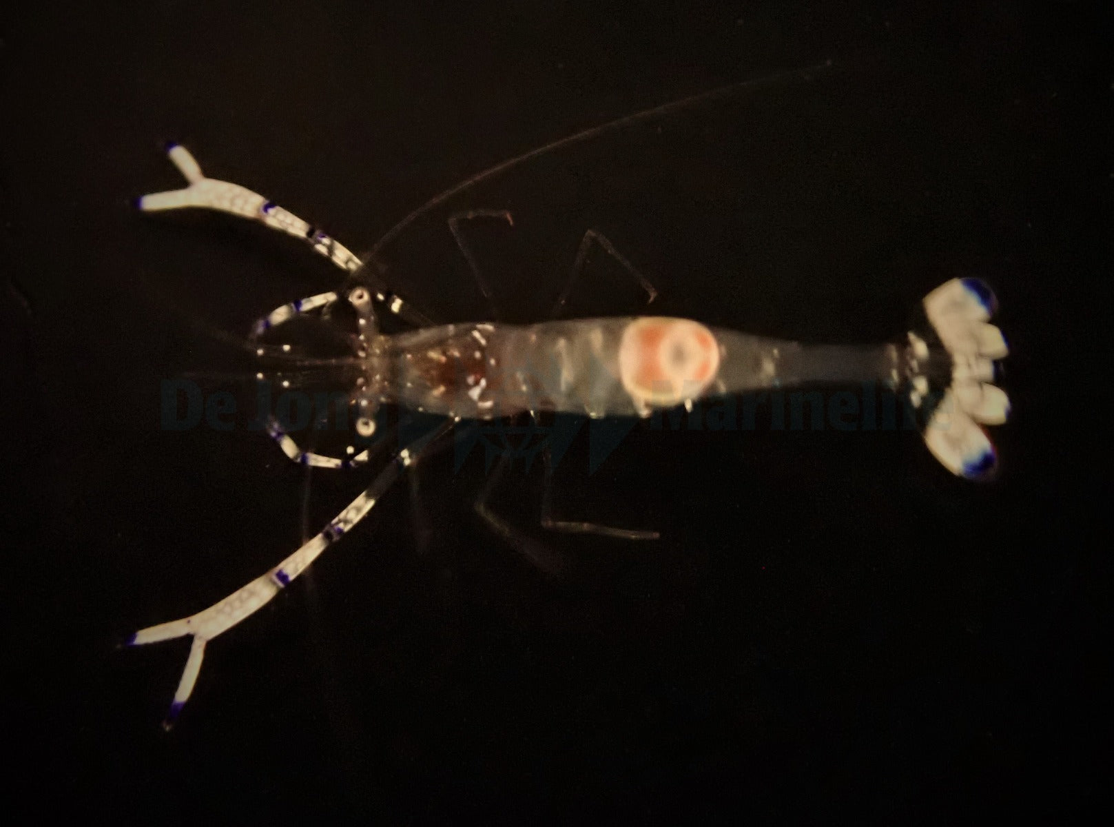 Ancylomenes venustus