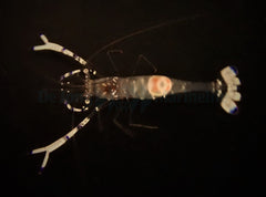 Ancylomenes venustus