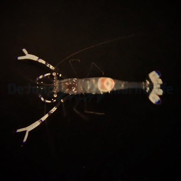 Ancylomenes venustus