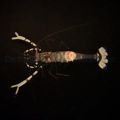 Ancylomenes venustus