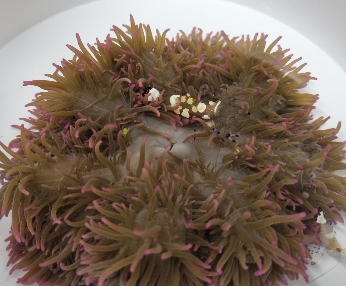Anemone + Shrimp