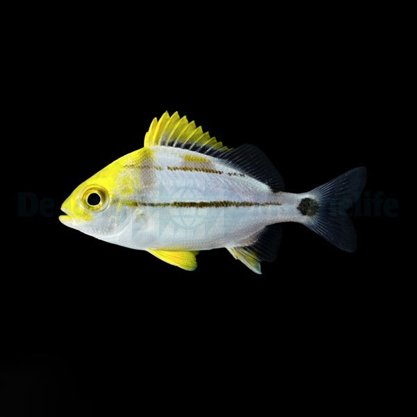 Anisotremus virginicus - T.B.