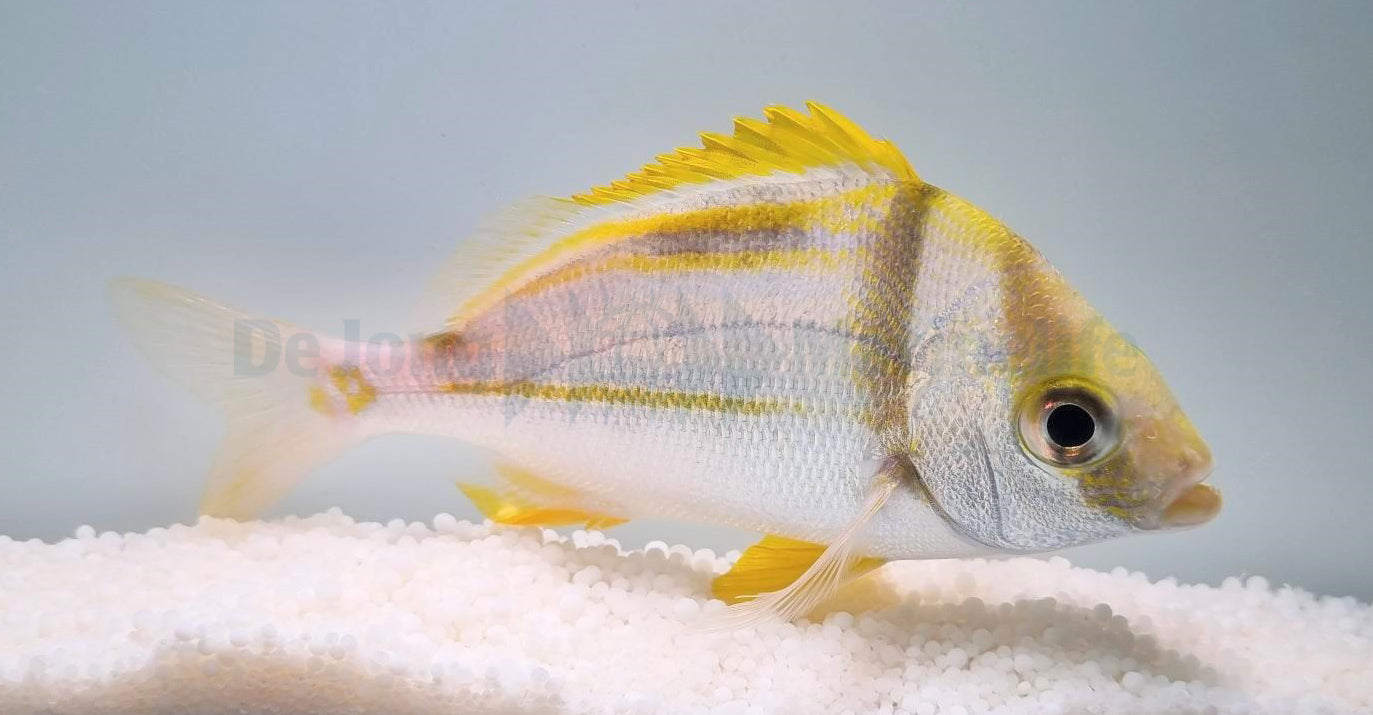 Anisotremus virginicus - T.B.