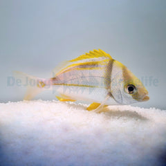 Anisotremus virginicus - T.B.