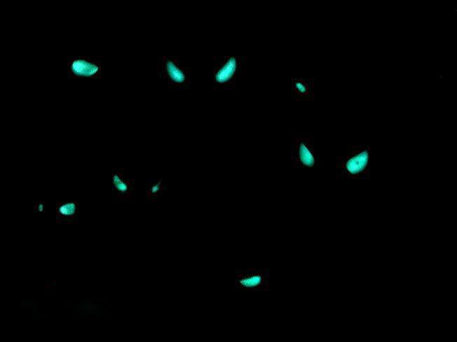 Anomalops katoptron