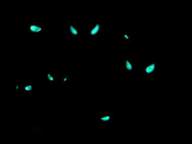 Anomalops katoptron