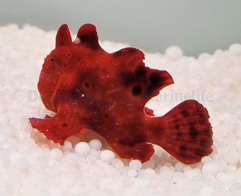 Antennarius spp. (Red)