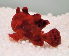 Antennarius spp. (Red)