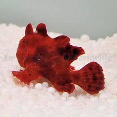 Antennarius spp. (Red)