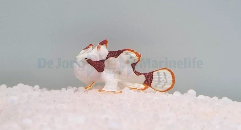 Antennarius maculatus (Original)