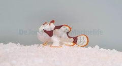 Antennarius maculatus (Original)