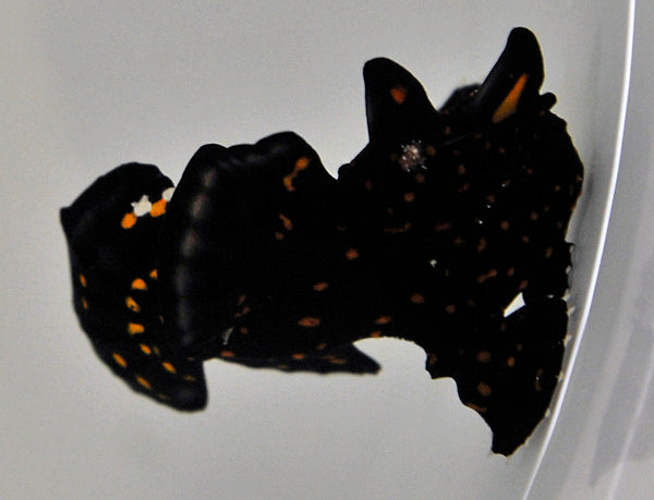 Antennarius pictus