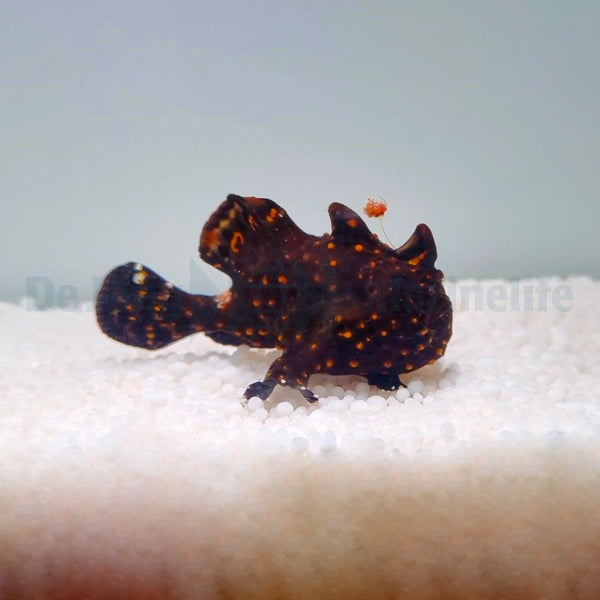 Antennarius pictus