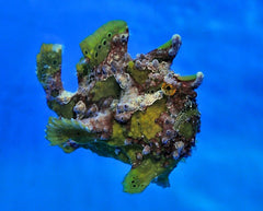 Antennarius spp. (Cream)