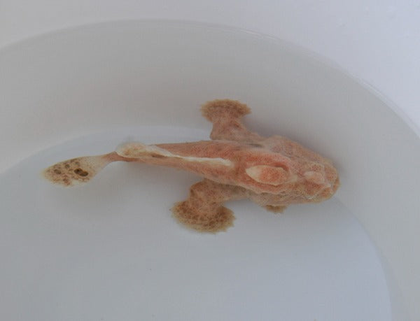 Antennarius spp. (Cream)