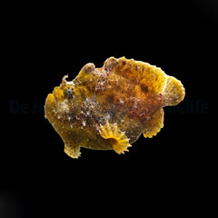Antennarius spp. (Cream)
