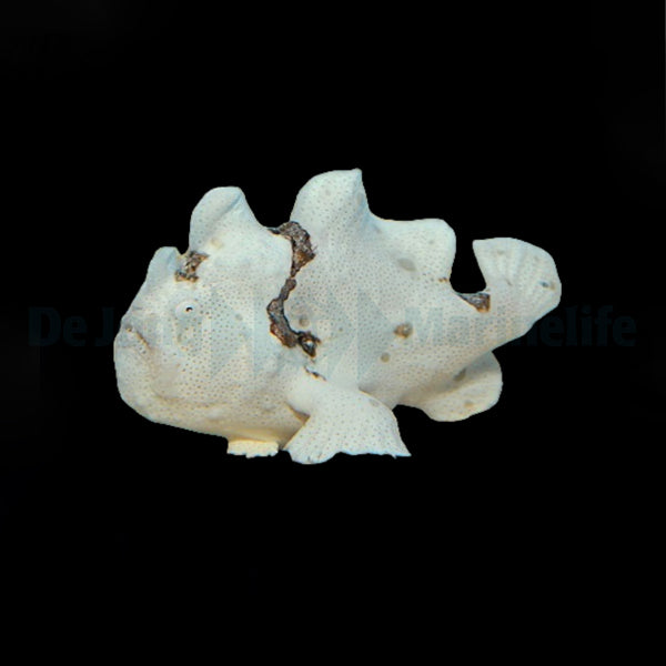 Antennarius spp. (White)